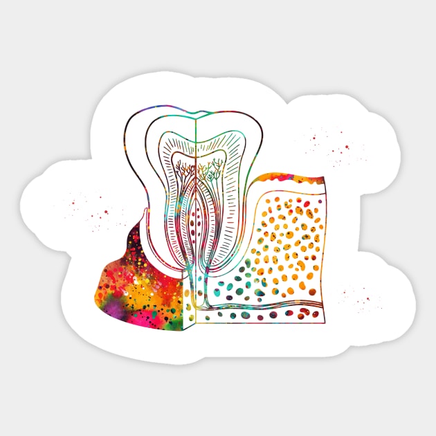 Tooth anatomy Sticker by erzebeth